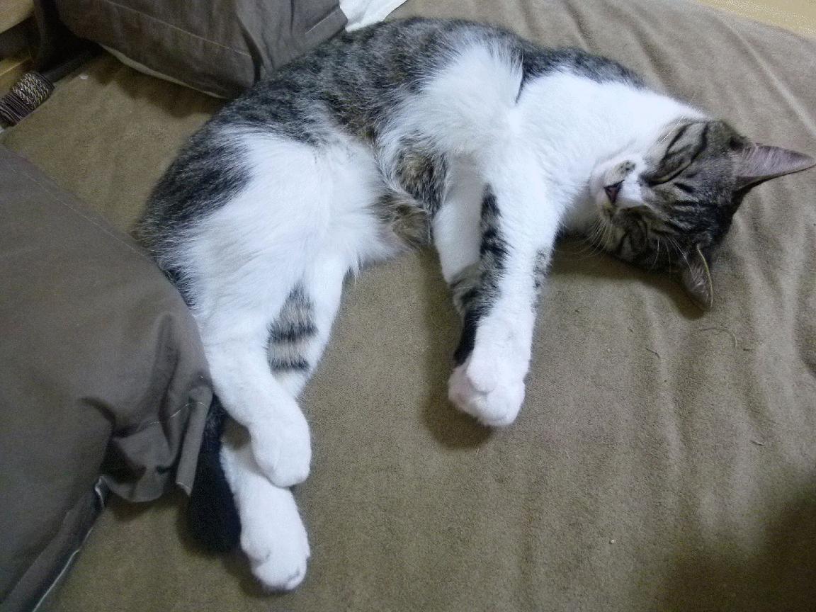 九游游戏中心-南非羚羊队的进攻体系：宽阔场地上快速打击，直指对方心脏，南非羚羊皮可以干嘛用