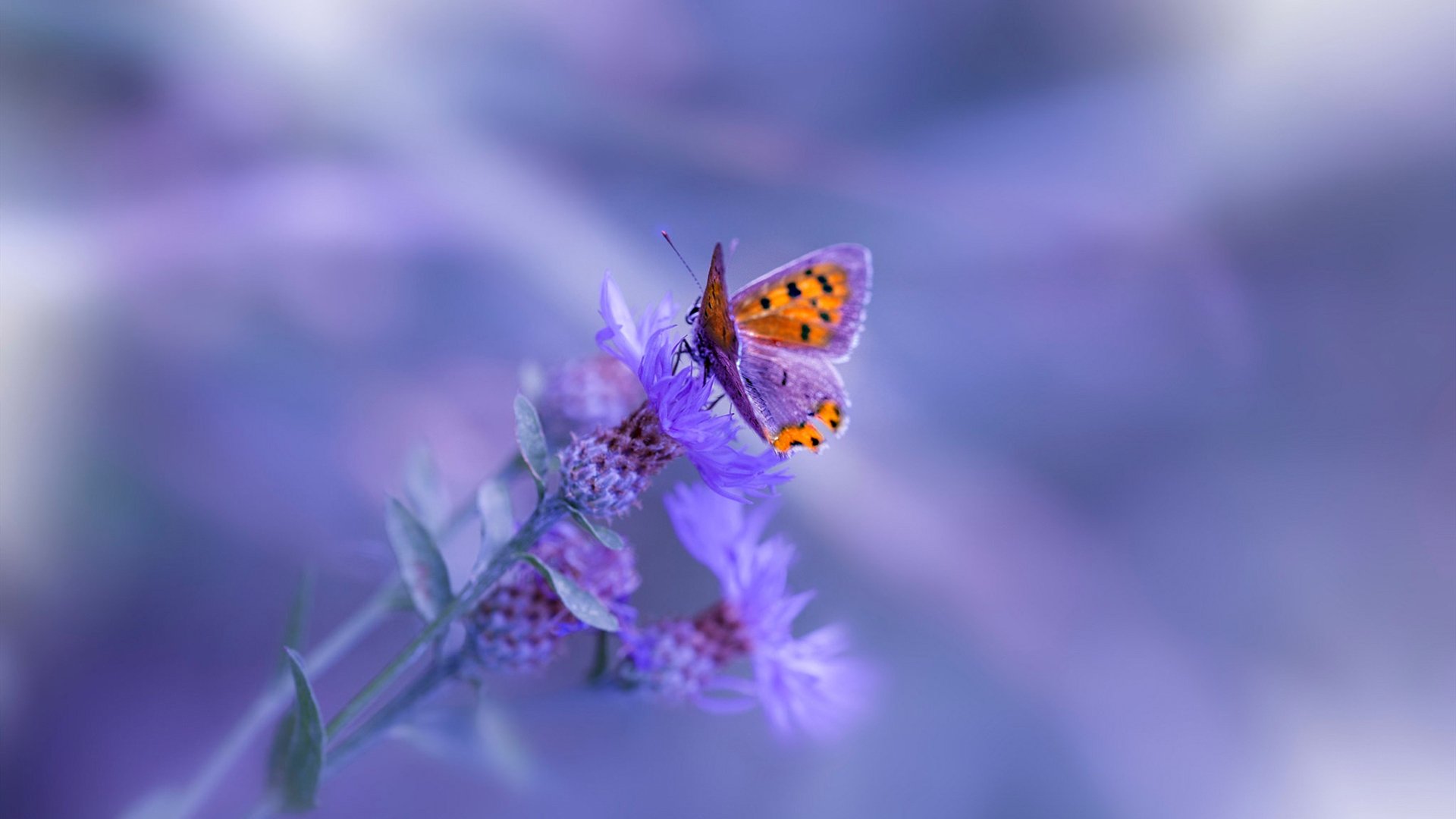 拉恩:全黑队外线的“闪电手”,每一次突破都为队友提供宝贵机会