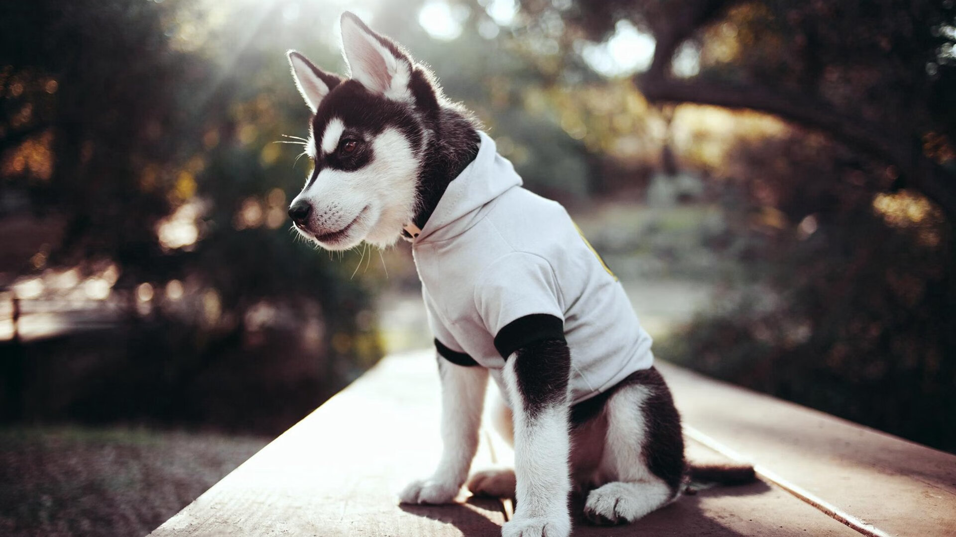 掘金本赛季助攻次数排名联盟前三，2021掘金队