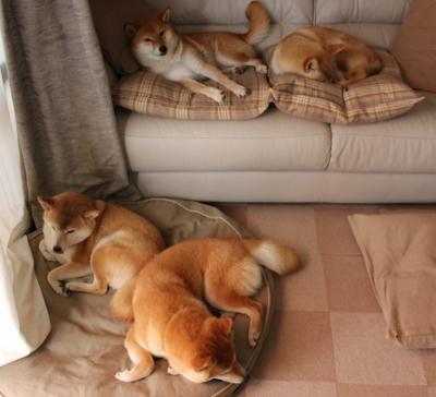 JIU YOU GAME-新西兰橄榄球赛事成为国际品牌合作的重要平台，新西兰橄榄球比赛