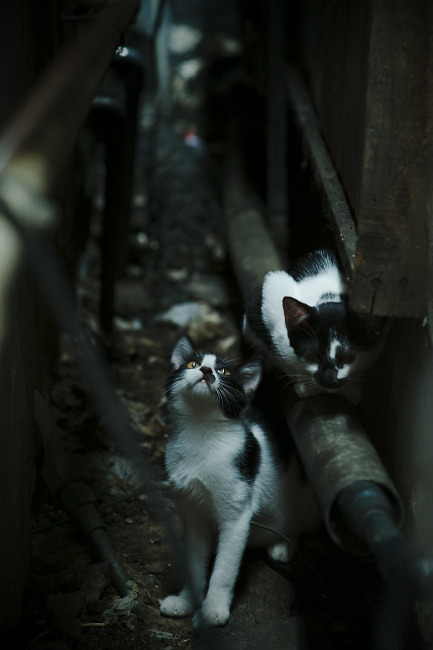 美洲杯激战激烈:明星纷纷亮相!,美洲杯现场观众