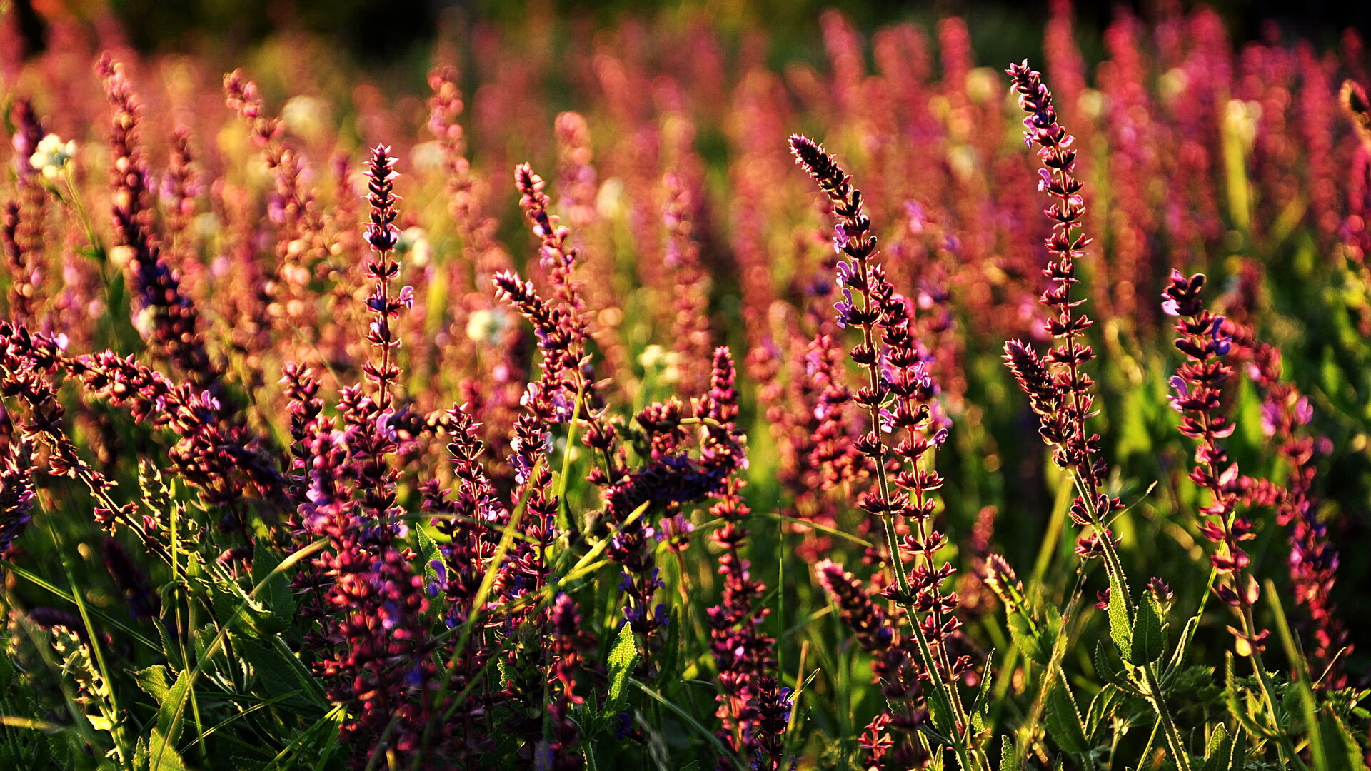 詹姆斯·奥康纳展现出成熟球商,助力袋鼠队锁定胜利,詹姆弗康纳利照片