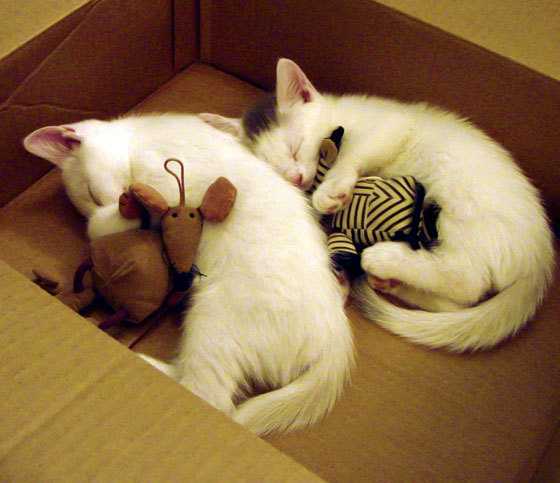 九游下载官网-青训球员个人成长手册发布覆盖训练目标学习计划饮食管理，青训球员的定义