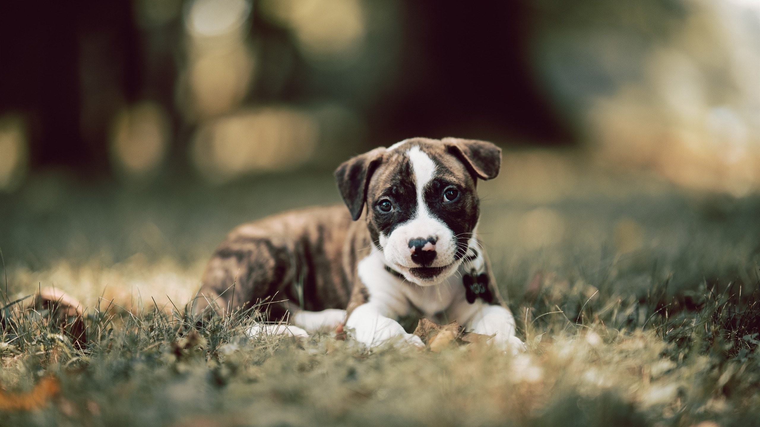 高尔的球场灵活性和攻击性突破,打破对手防线,高尔球会员多少钱一年