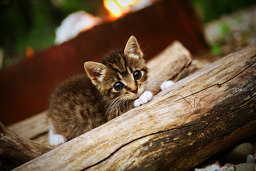 JIU YOU GAME-黎巴嫩男篮在西亚锦标赛中持续拼搏，冲击奥运资格，黎巴嫩男篮亚洲杯