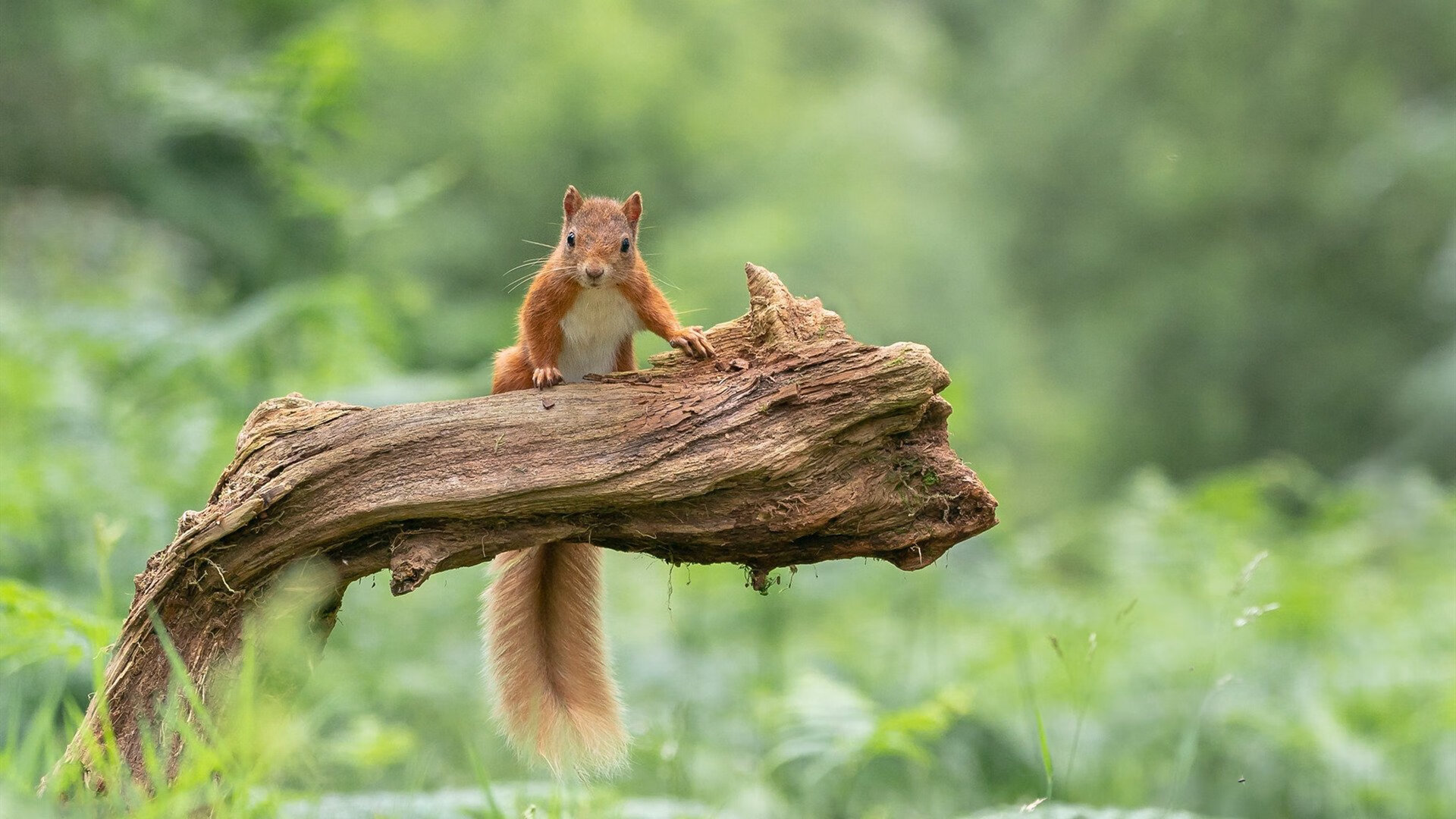 九游app下载中心-黎巴嫩男篮在西亚锦标赛中奋力拼搏，争取奥运资格，黎巴嫩男篮亚洲杯